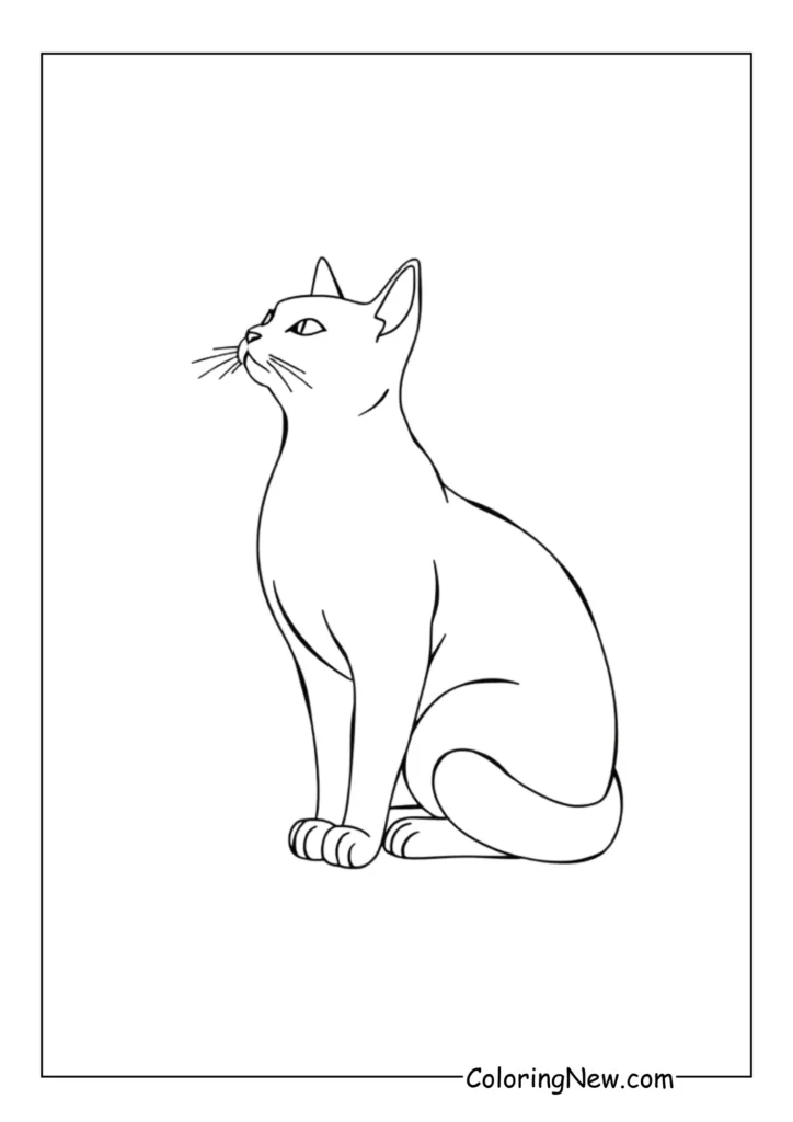 Sitting Pretty Cat
