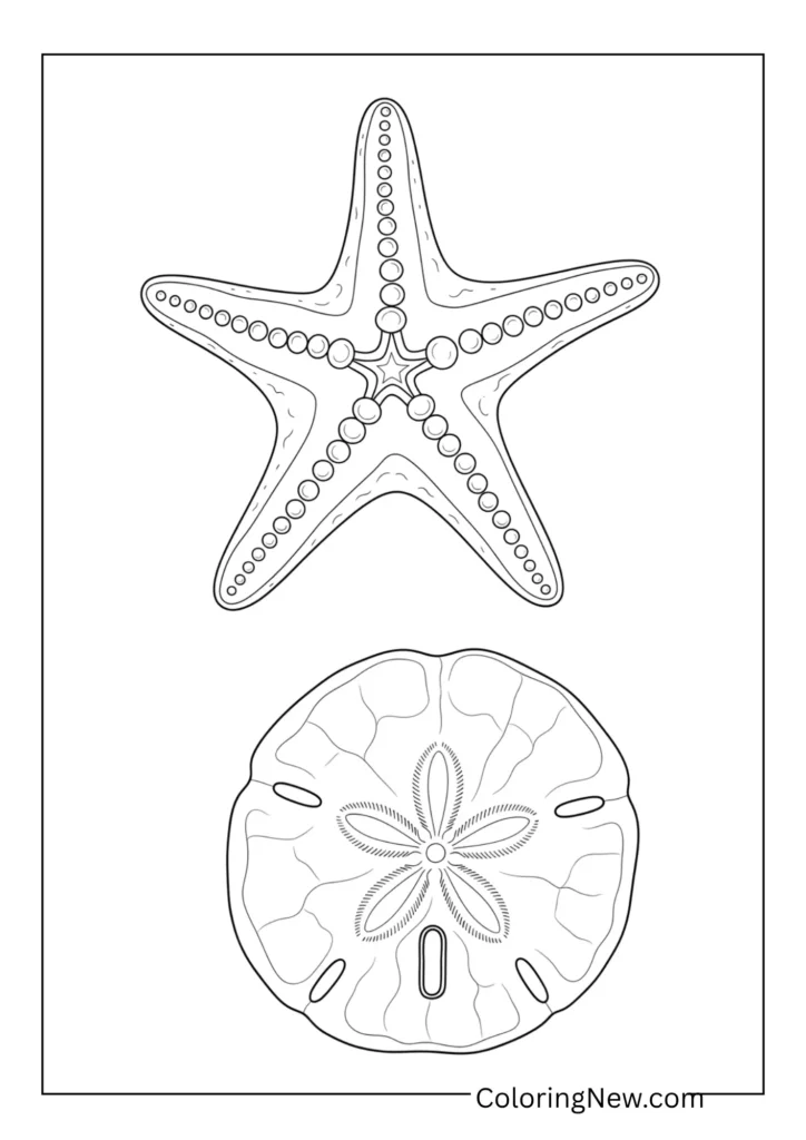 Starfish and sand dollar